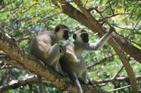 vervet monkey couple Mombas, East Africa, Kenya, Africa