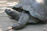 giant tortoise Mombas, East Africa, Kenya, Africa