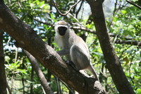 male vervet monkey Mombas, East Africa, Kenya, Africa