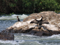 cormorants on river nile Jinja, East Africa, Uganda, Africa