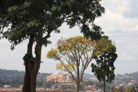 trees outside palace Kampala, East Africa, Uganda, Africa