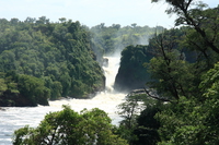 crocodile rock Murchison Falls, East Africa, Uganda, Africa