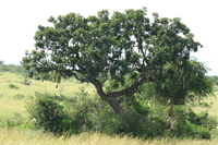 sausage tree Murchison Falls, East Africa, Uganda, Africa