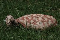 samuka turtle Jinja, East Africa, Uganda, Africa