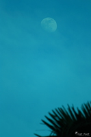 view--blue moon of river nile Jinja, East Africa, Uganda, Africa