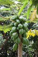 baby fruits near fishing village Bugala Island, East Africa, Uganda, Africa