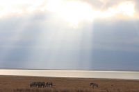 crater zebras Ngorongoro Crater, Arusha, East Africa, Tanzania, Africa