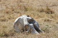 elephant skull and tusk Ngorongoro Crater, Arusha, East Africa, Tanzania, Africa