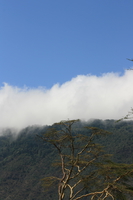 cloud layer Ngorongoro Crater, Arusha, East Africa, Tanzania, Africa