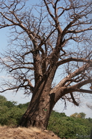 baobav tree Ngorongoro Crater, Arusha, East Africa, Tanzania, Africa