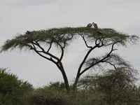 acacia vultures Mwanza, East Africa, Tanzania, Africa