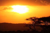 sunrise of serengeti Mwanza, East Africa, Tanzania, Africa