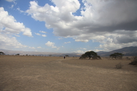 masai wanderer Serengeti, Ngorongoro, East Africa, Tanzania, Africa