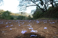 view--purple carpet Lushoto, East Africa, Tanzania, Africa