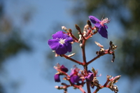 purple flowers Ushoto, East Africa, Tanzania, Africa