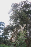 african talip tree Ushoto, East Africa, Tanzania, Africa