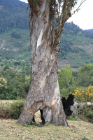 hollow tree Ushoto, East Africa, Tanzania, Africa