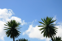view--dragon palm tree Rawangi, East Africa, Tanzania, Africa