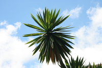 dragon palm tree Rawangi, East Africa, Tanzania, Africa