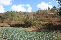 cabbage farm Rawangi, East Africa, Tanzania, Africa
