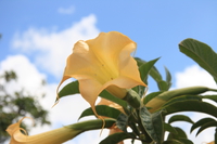 yellow trumpet flower Rawangi, East Africa, Tanzania, Africa