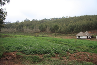 redish potato field Rawangi, East Africa, Tanzania, Africa
