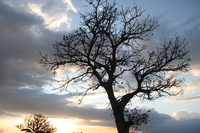 sunset tree Rawangi, East Africa, Tanzania, Africa