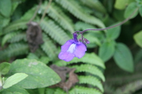 usambara violet can only be found in here and mexico Mtae, East Africa, Tanzania, Africa