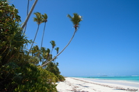 view--palm tree on matemwe beach Zanzibar, East Africa, Tanzania, Africa