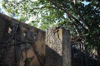rooted wall Arusha, Zanzibar, East Africa, Tanzania, Africa