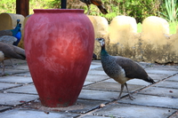 view--peacock and vase Arusha, Zanzibar, East Africa, Tanzania, Africa
