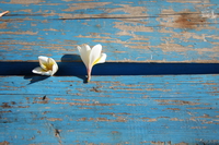 view--flowers on blue board Arusha, Zanzibar, East Africa, Tanzania, Africa