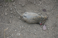 dead mouse Kilimanjaro, East Africa, Tanzania, Africa