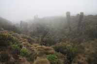 lobelia in mist Kilimanjaro, East Africa, Tanzania, Africa