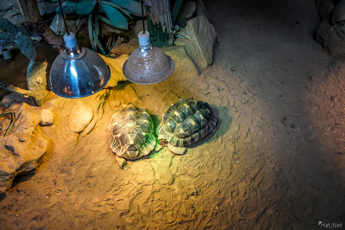 Taipei Zoo Turtles