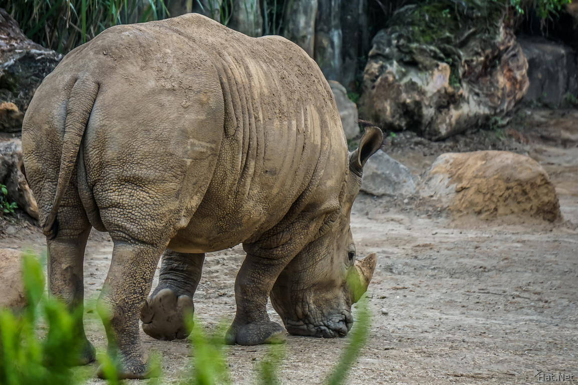 Rhinoceros in Taipei Zoo