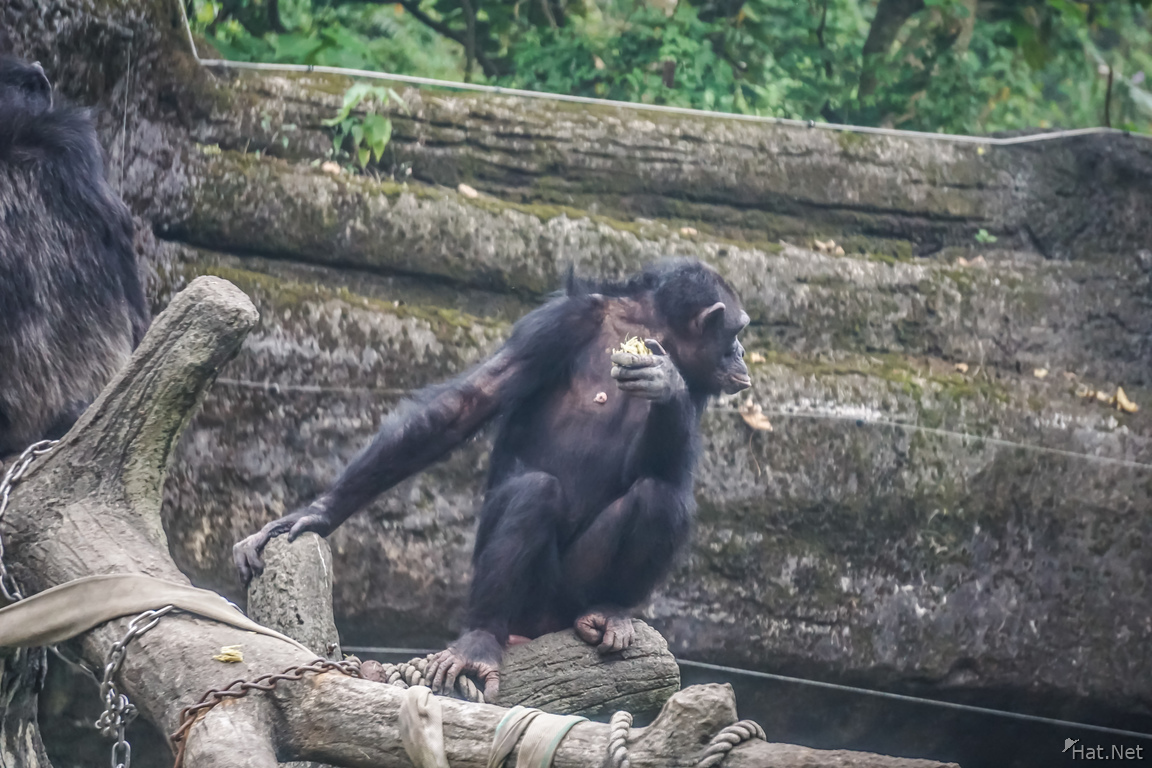 Chimpanze in Taipei Zoo