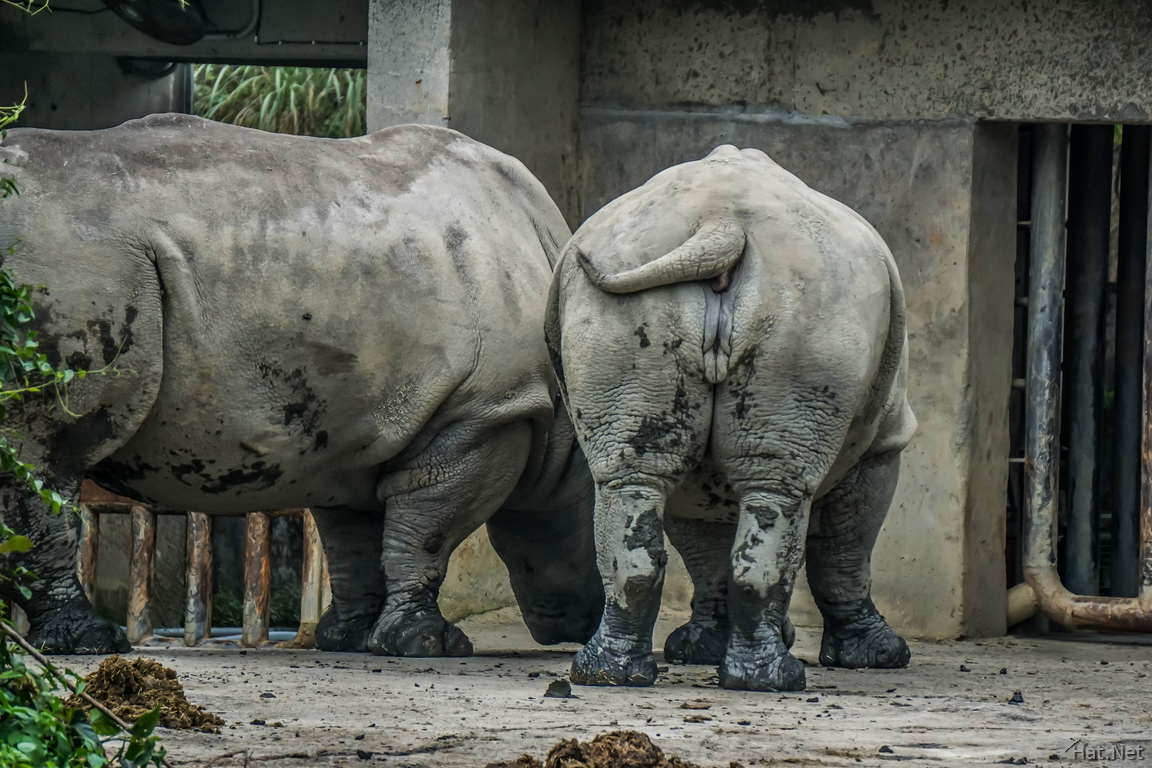 Rhinoceros in Taipei Zoo