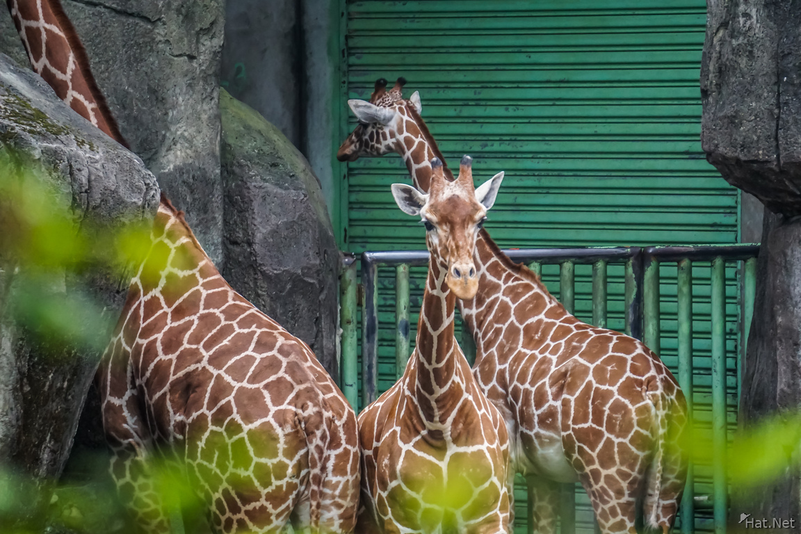 Giraffe in Taipei Zoo