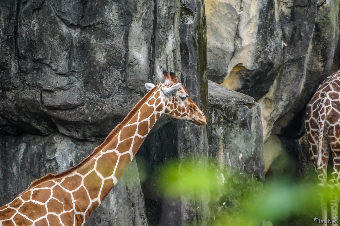 Giraffe in Taipei Zoo