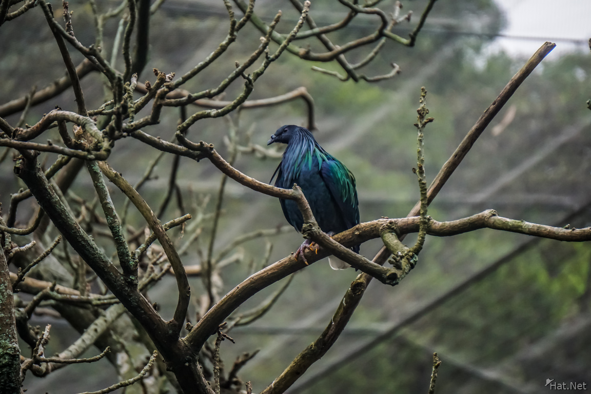 Birds of Taipei Zoo