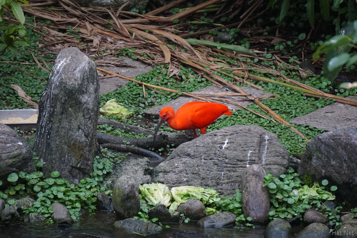 Birds of Taipei Zoo