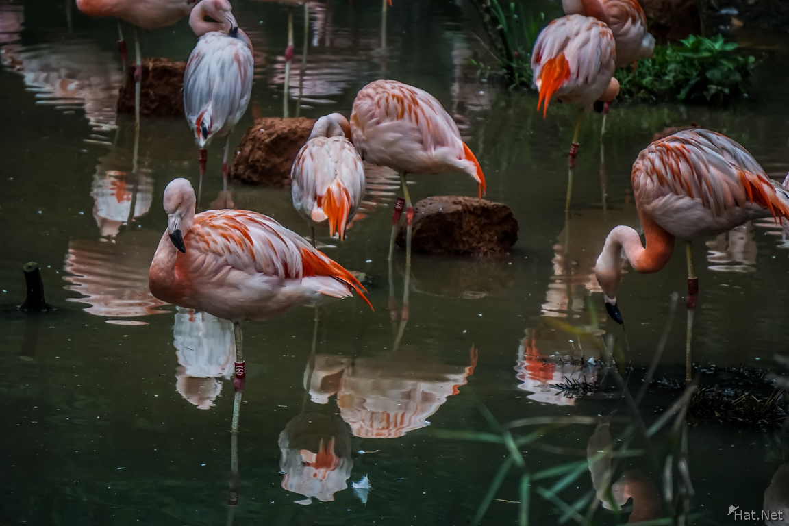 Taipei zoo Flamingoes