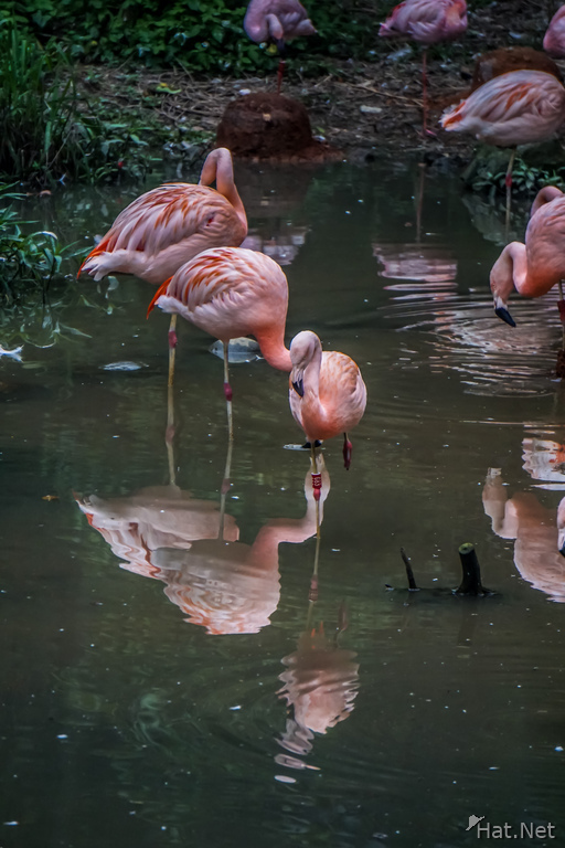 Taipei zoo Flamingoes