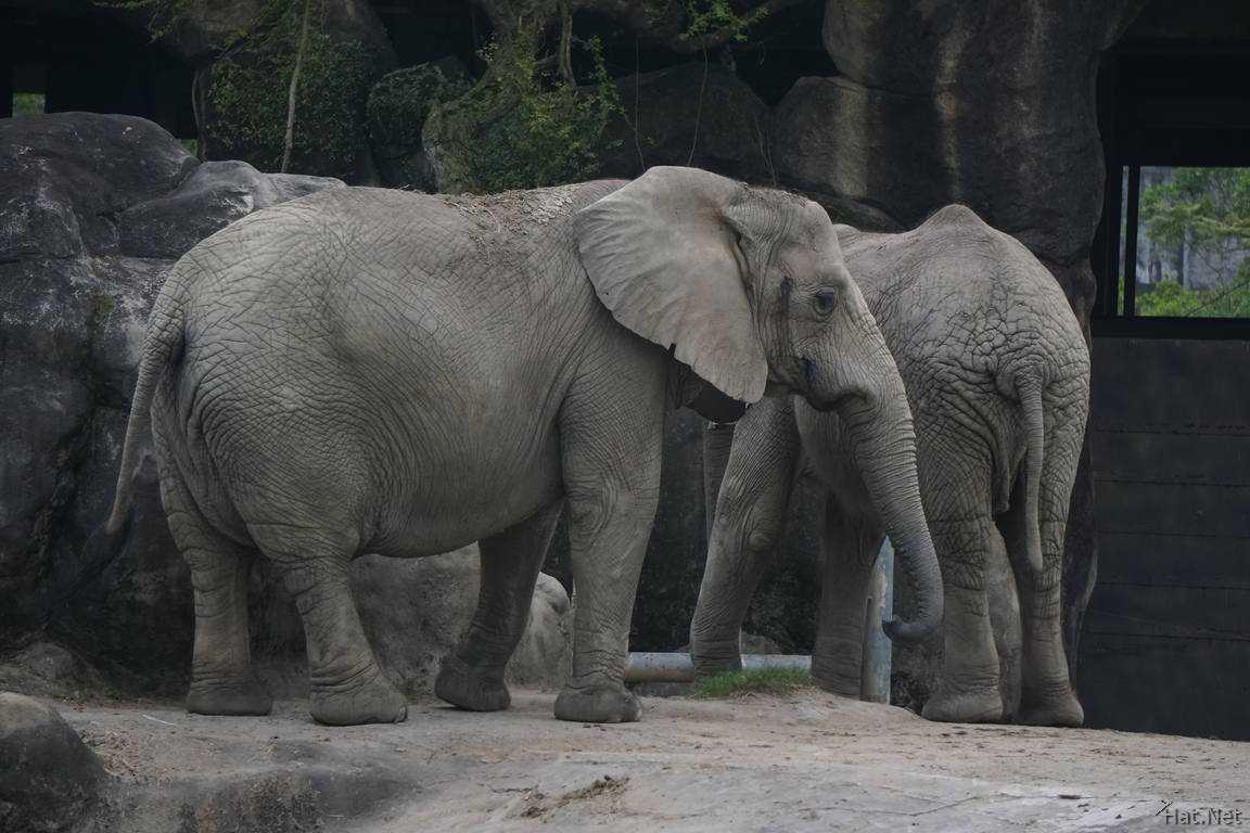 African Elephants in Taipei Zoo