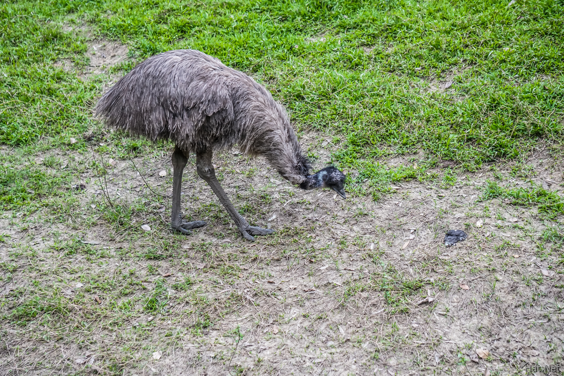 Emu in Taipei Zoo