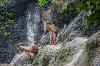 mountain Goats Wenshan District,  Taipei City,  Taiwan, Asia