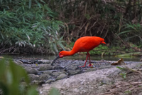 20160408161447_Birds_of_Taipei_Zoo