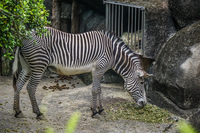 zebra Wenshan District,  Taipei City,  Taiwan, Asia