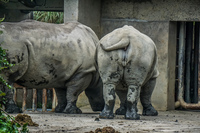 Rhinoceros in Taipei Zoo Wenshan District,  Taipei City,  Taiwan, Asia